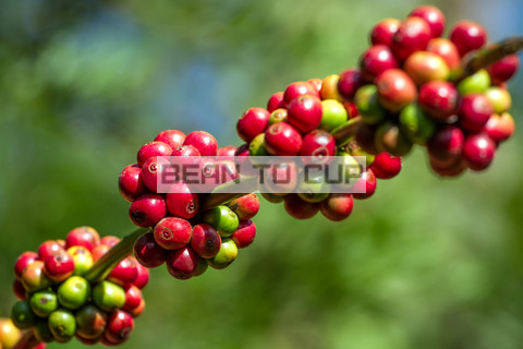 cafea de origine